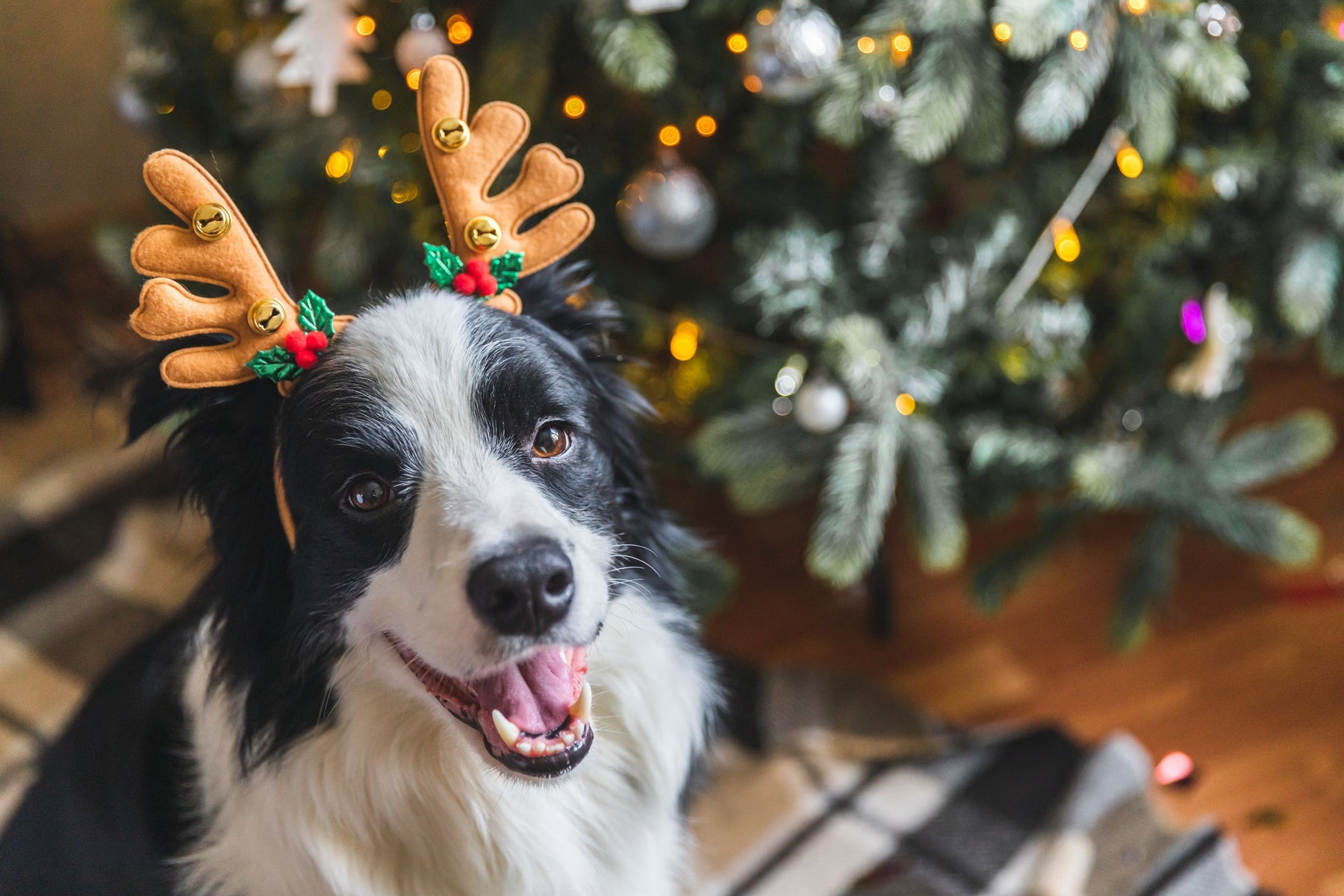 Jolly and Safe: Tips for Celebrating the Holidays with Your Furry Friend