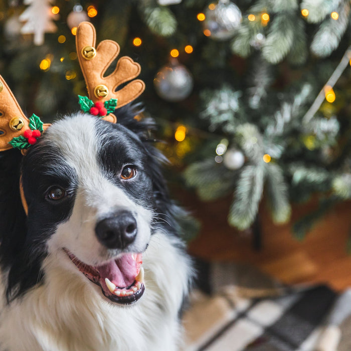 Jolly and Safe: Tips for Celebrating the Holidays with Your Furry Friend