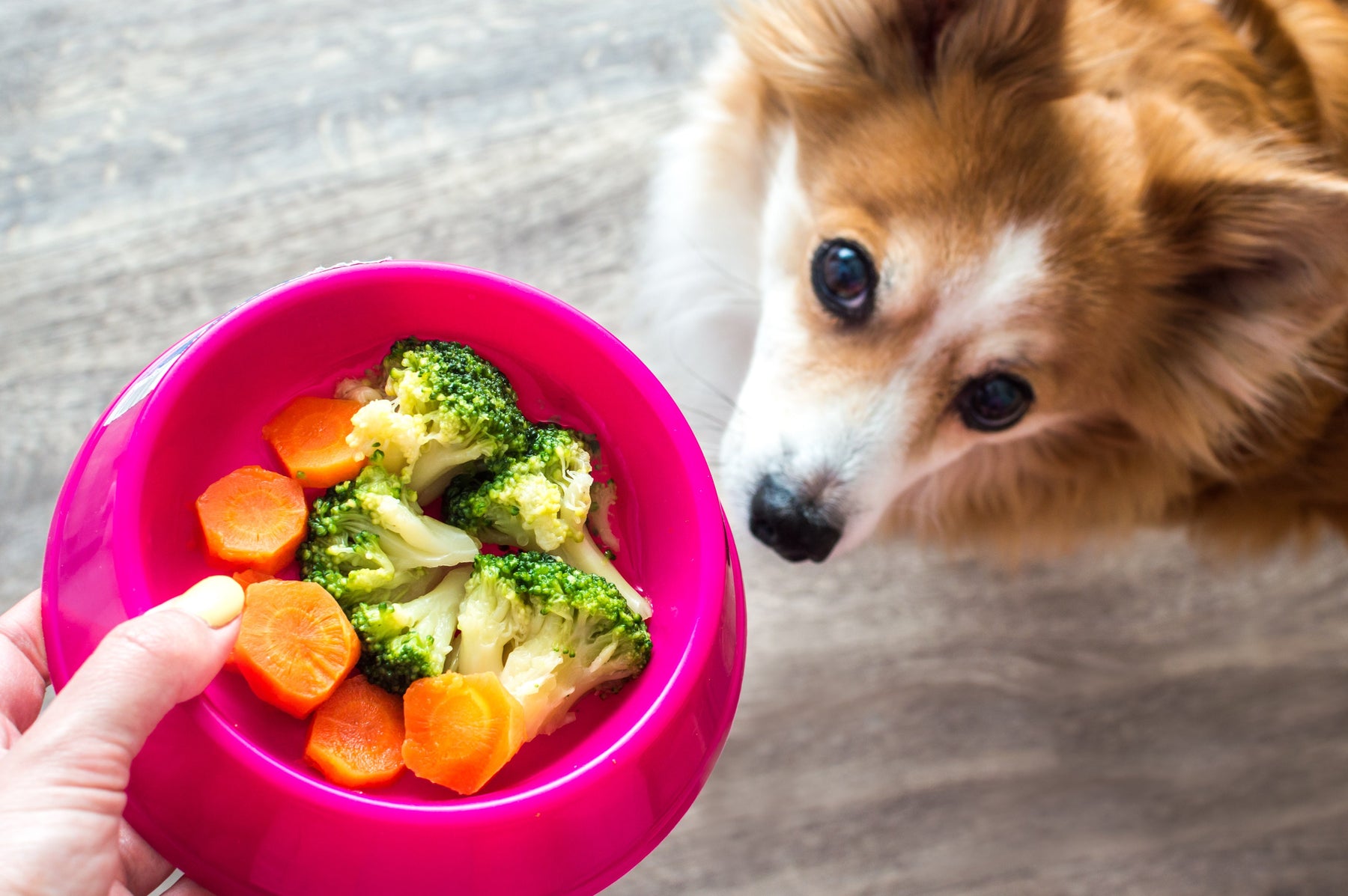 15 Human Foods That Are Safe To Share With Your Pup