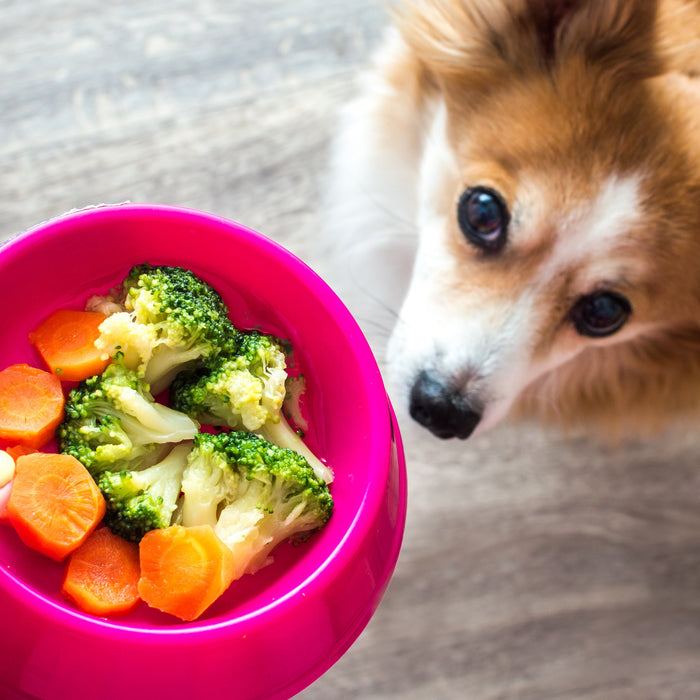 15 Human Foods That Are Safe To Share With Your Pup