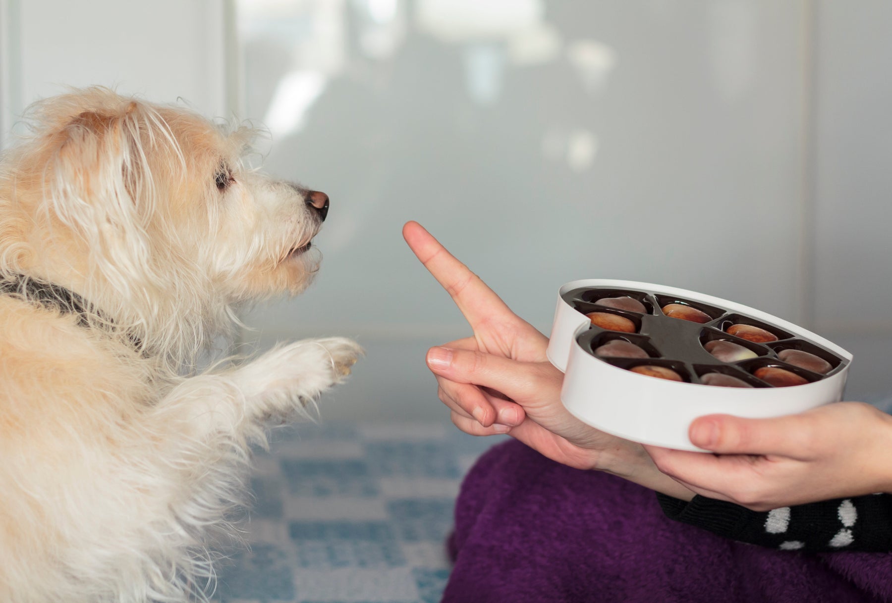 Spread Love Safely: Pet Safety Tips for Valentine’s Day