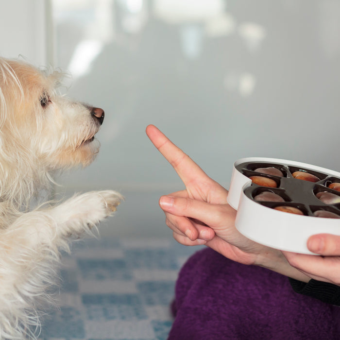 Spread Love Safely: Pet Safety Tips for Valentine’s Day