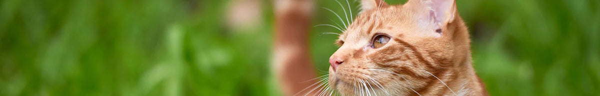 Feline Veterinary Diets