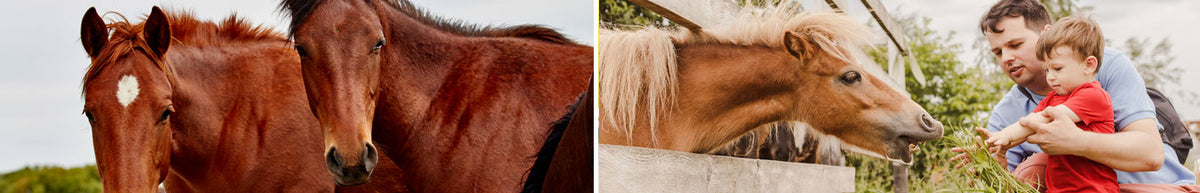 Horse Pharmacy