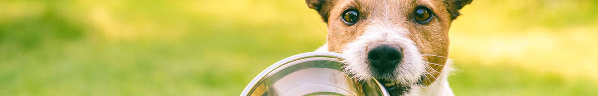 Canine Veterinary Diets